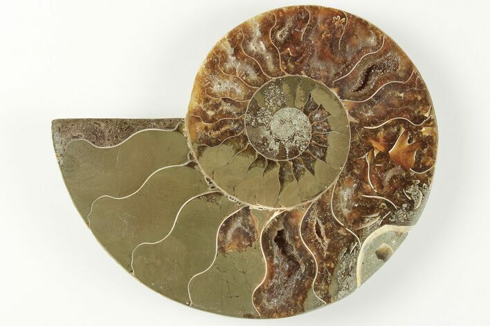 3.45" Cut & Polished Ammonite Fossil (Half) - Madagascar